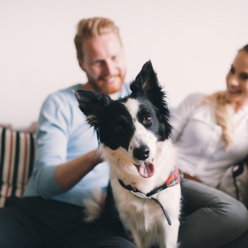 Lifestyle photo image of a couple with their dog on the couch 